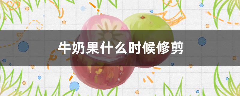 牛奶果什么时候修剪