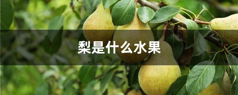 梨是什么水果