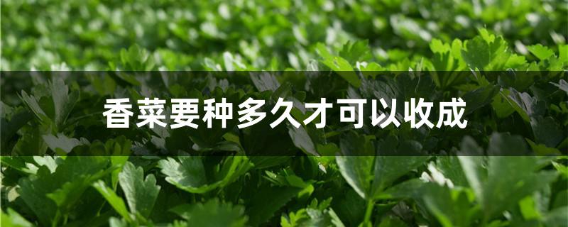 香菜要种多久才可以收成