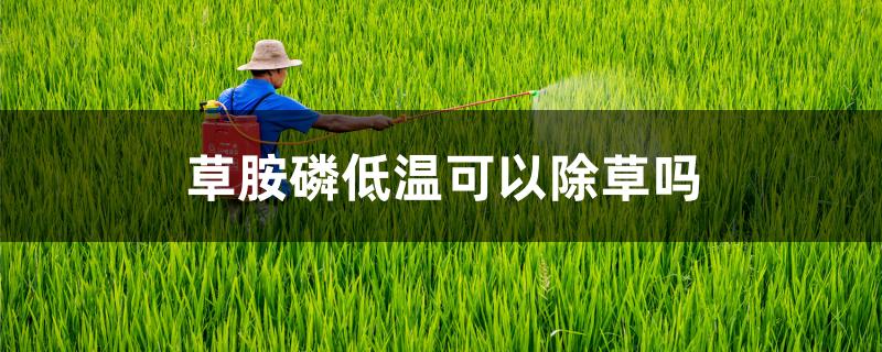 草胺磷低温可以除草吗