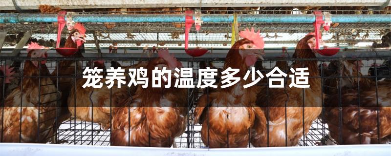 笼养鸡的温度多少合适