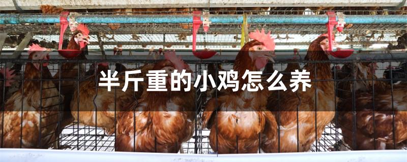 半斤重的小鸡怎么养