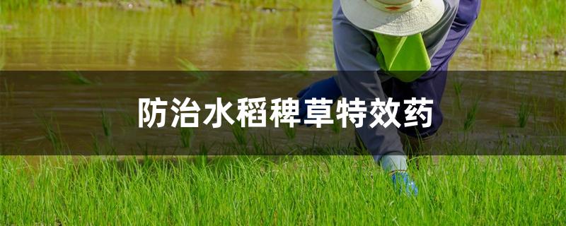 防治水稻稗草特效药