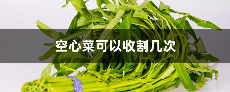 空心菜可以收割几次