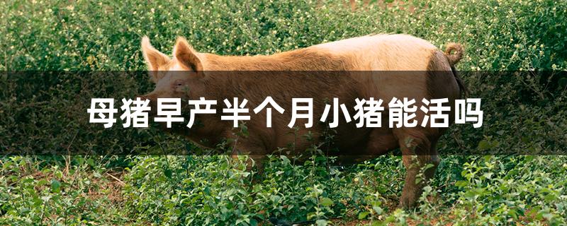 母猪早产半个月小猪能活吗