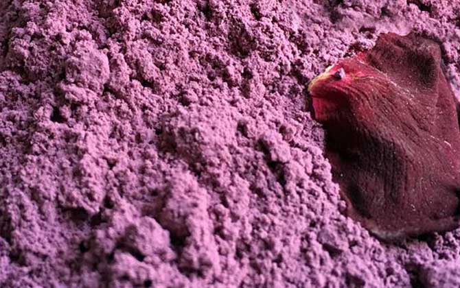 玫瑰花粉怎么吃效果最好