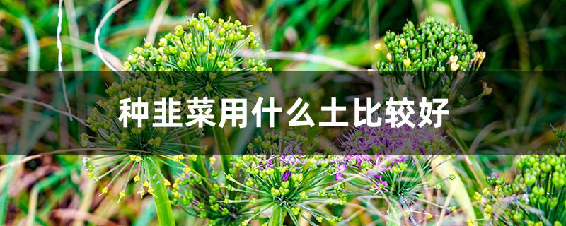 种韭菜用什么土比较好