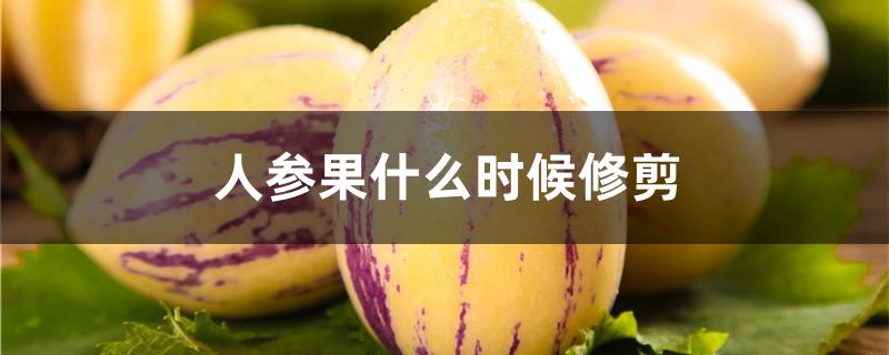 人参果什么时候修剪