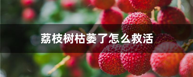 荔枝树枯萎了怎么救活