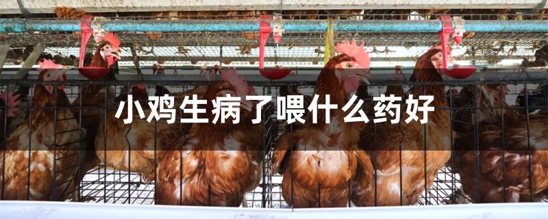 小鸡生病了喂什么药好