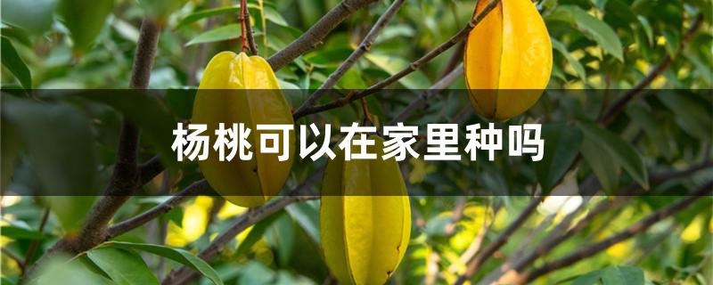 杨桃可以在家里种吗