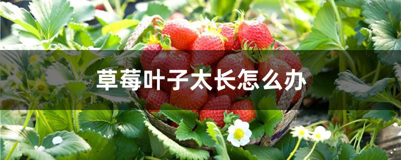 草莓叶子太长怎么办