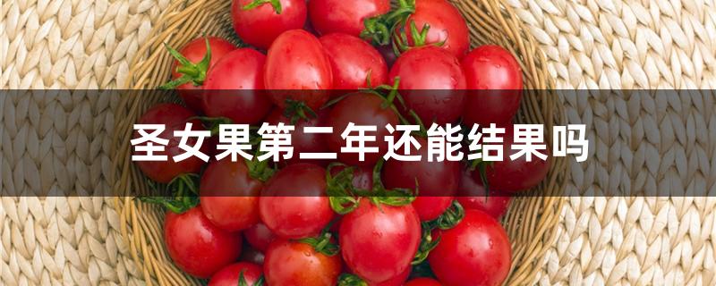 圣女果第二年还能结果吗