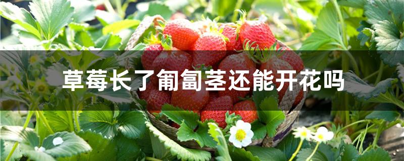 草莓长了匍匐茎还能开花吗