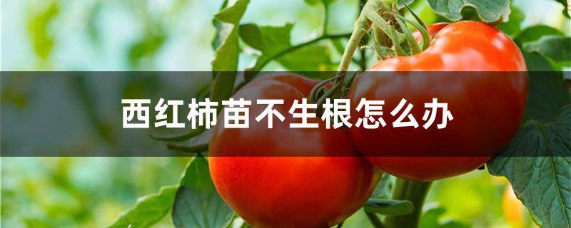 西红柿苗不生根怎么办