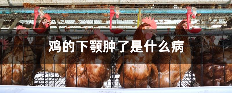 鸡的下颚肿了是什么病