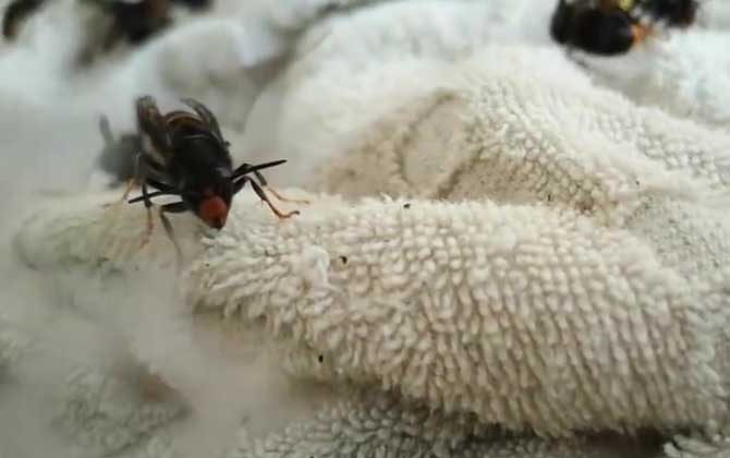 被墨胸胡蜂蛰了怎么处理