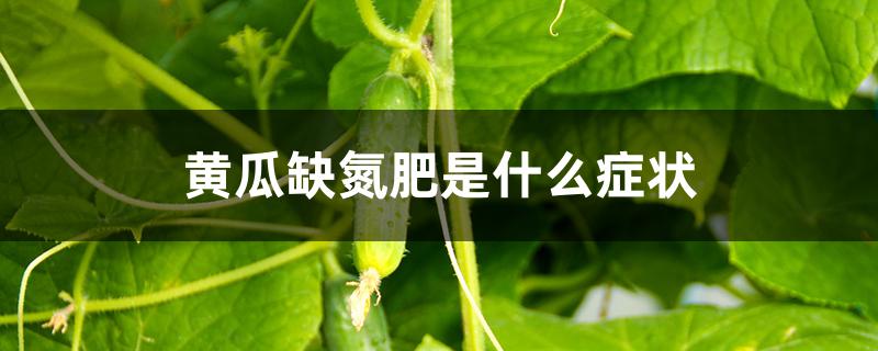 黄瓜缺氮肥是什么症状