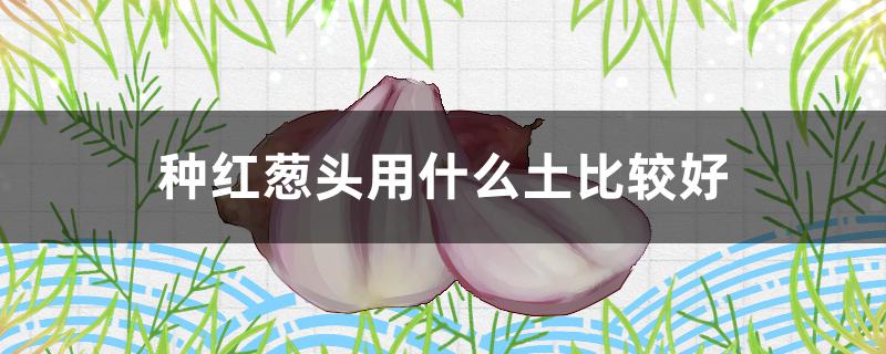 种红葱头用什么土比较好