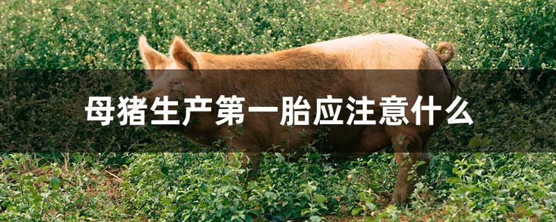 母猪生产第一胎应注意什么