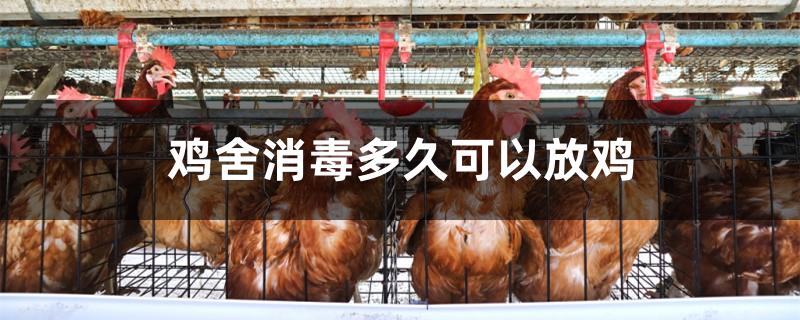 鸡舍消毒多久可以放鸡