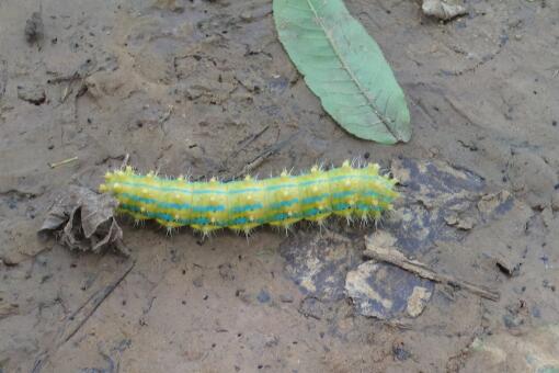 被洋辣子蛰了怎么办？用什么药几天可以好