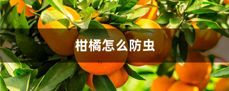 柑橘怎么防虫
