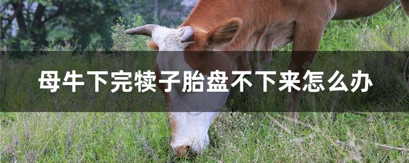 母牛下完犊子胎盘不下来怎么办