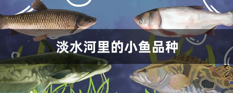 淡水河里的小鱼品种