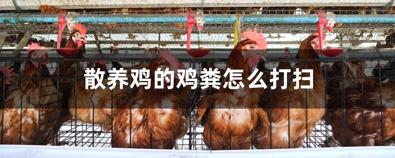 散养鸡的鸡粪怎么打扫