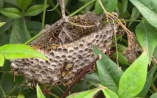 狗屎蜂有什么作用