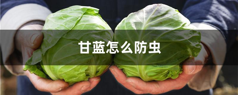 甘蓝怎么防虫