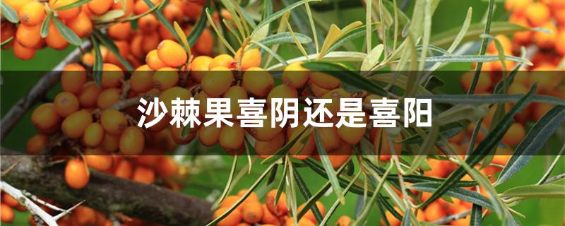 沙棘果喜阴还是喜阳