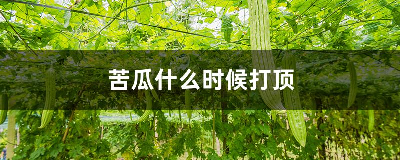 苦瓜什么时候打顶