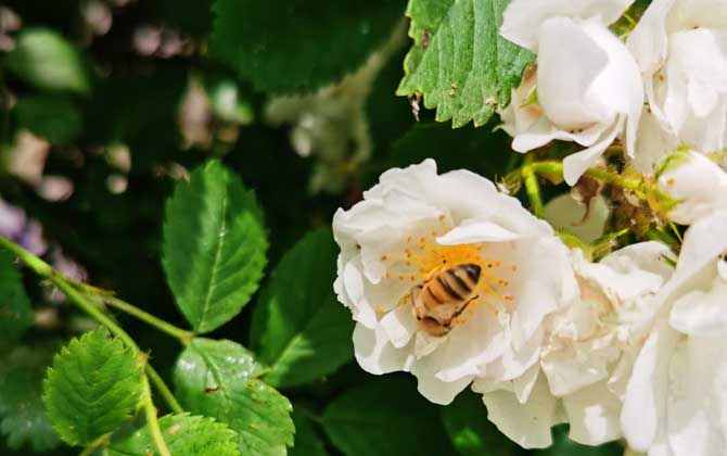 最简单找山蜜蜂方法，学会这几招，野生蜜蜂窝一找一个准！&amp;lt;/h1&amp;gt;&amp;lt;/div&amp;gt;
&amp;lt;div c