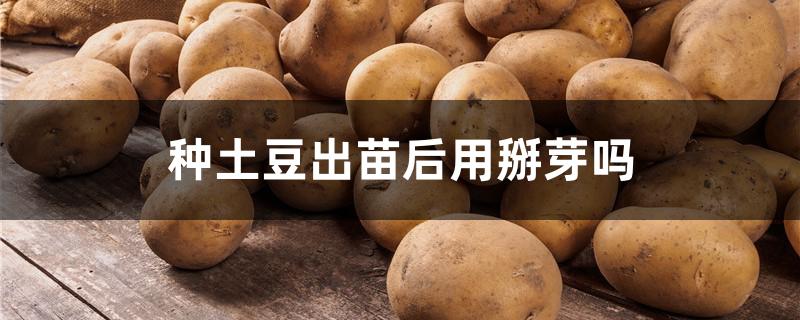 种土豆出苗后用掰芽吗