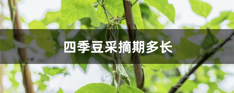 四季豆采摘期多长