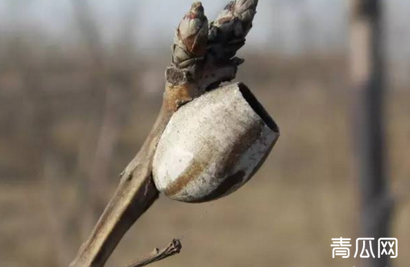 刺蛾对果园有何危害？如何防治？