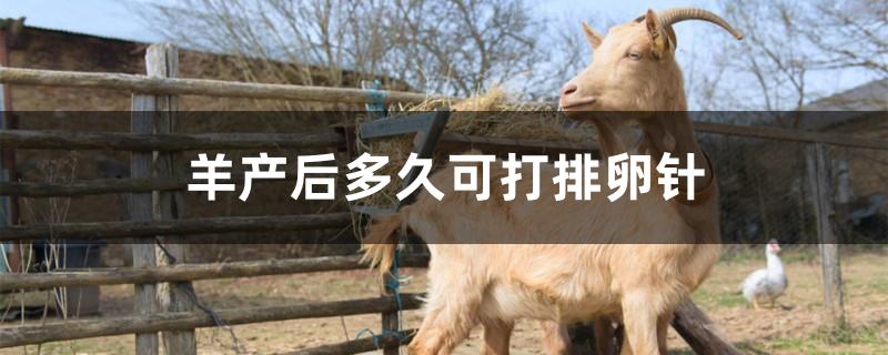 羊产后多久可打排卵针