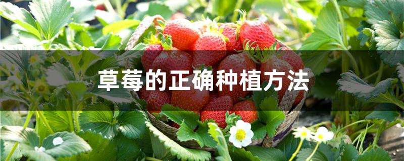 草莓的正确种植方法