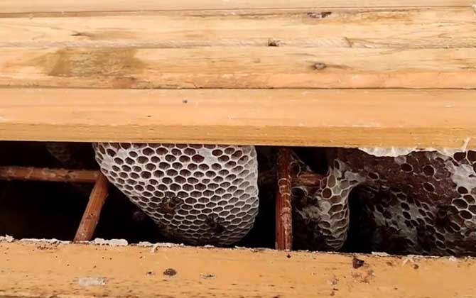 中蜂人工育王最简易的方法