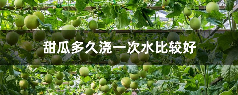 甜瓜多久浇一次水比较好