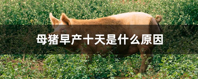 母猪早产十天是什么原因