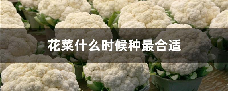 花菜什么时候种最合适