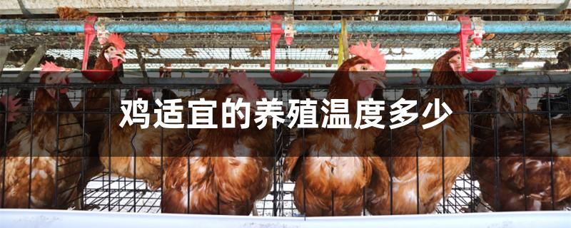 鸡适宜的养殖温度多少