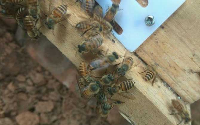 中蜂格子箱好不好养