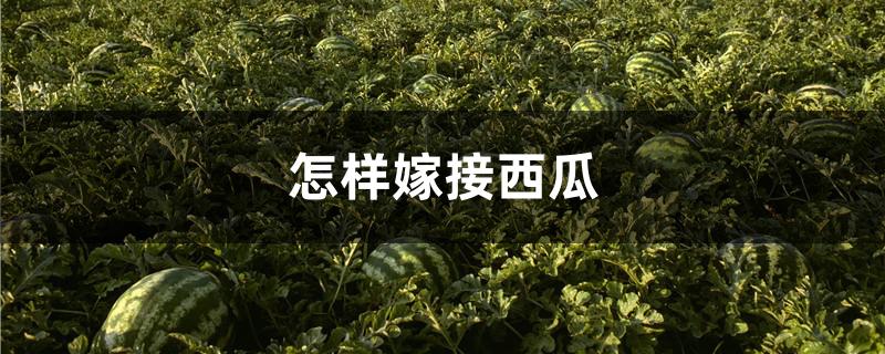 怎样嫁接西瓜