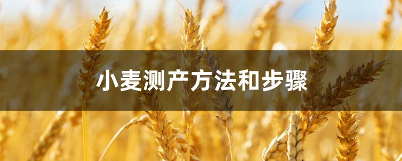 小麦测产方法和步骤