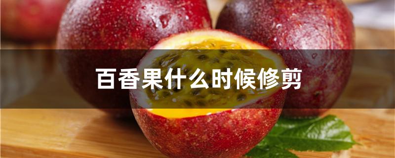 百香果什么时候修剪