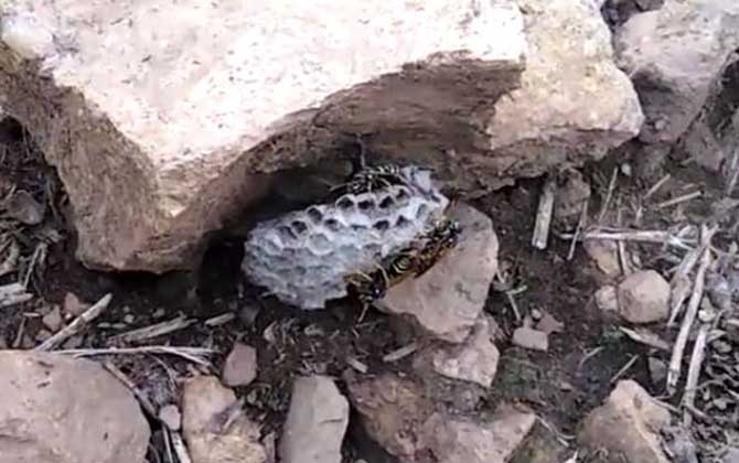 狗屎蜂叮了有毒吗